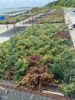 kappaphycus alvarezi cottoni Source Maldives Natural Content Natural Drying Method Sun Dried Quality Standard Food - Floating Acres pvt ltd - Maldives