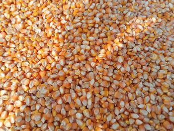 Yellow Corn for Human Consumption - DABELU ENTERPRISES LIMITED - Kenya