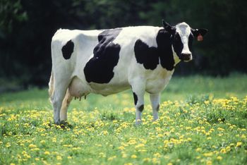 Premium Dairy Cows For Sale With Healthy Body Condition And Strong Milk Production For Modern Livestock Farming - CPW TRADE LTD - United Kingdom