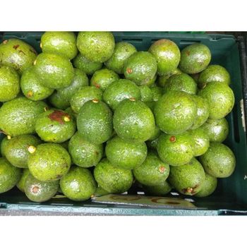 Organic Hass Avocado High Quality Fresh Bulk Supply Cheap Price Variety of Hass Cultivation - AGRONOVA - United States