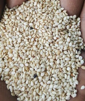 Sesame Seed - SB AGRO ALLIED LTD - Nigeria