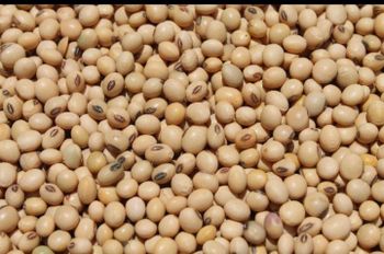 Non GMO soybean Features Organic - Am star group trading plc - Ethiopia