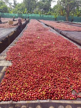 Horu Special Coffee - Horu Coffee - Ethiopia