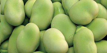 IQF Broad (Fava) Beans Shelf Life 18 Months Preservative Free Yes Packaging Bag/ Carton Place of Origin Egypt Storage Temperature -18 C - Cairo Gates Import & Export - Egypt