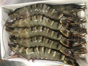 Frozen Black Tiger Shrimp Available for Global Export and Distribution Premium Black Tiger Shrimp Frozen Fresh Frozen B - Villena Seafood - United Kingdom