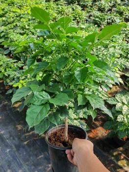 Indoor and Outdoor Potted Flower Decoration Rademachera Sinica Love Tree with Nursery Price - ZHANJIANG ORIENT GARDENING CO., LTD. - China