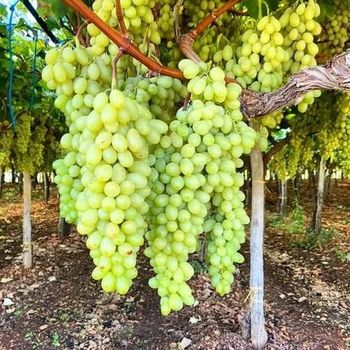 Grapes (Green, Red, Black) - Jaishnavi Exports - India