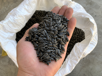 Sunflower seeds from SpicePure Srl Sunflower seeds - SpicePure Srl - Romania