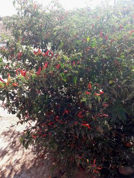 African Bird’s Eye chili (dried) - Gaamangwe Chezika - Botswana