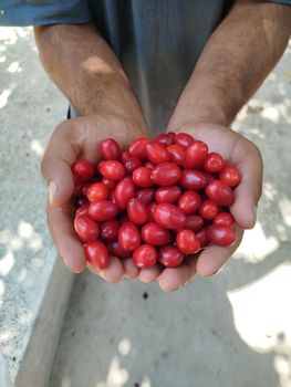 Dried Cornelian Cherry Material Organic Texture Dried Fruit Brand Name Shahriyar Appearance Natural Dried Fruit Flavor Profile Sweet With Light Tartness - Haselt ltd  - Iran