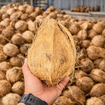 Semi Husked Coconut Grade Premium Origin Indonesia Features Organic Shape Whole Coconut Color Natural Brown Shelf Life Up To 60 Days - PT Sumber Niaga Alam Sejahtera - Indonesia