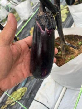 Eggplant Origin Malaysia Features Organic Product Type Vegetarian & Vegan Products - Agro trade line Sdn Bhd - Malaysia