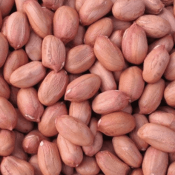 High Quality Raw & Blanched Peanuts from BF GLOBAL TRADING (PTY) LTD High Quality Raw & Blanched Peanuts - BF GLOBAL TRADING (PTY) LTD - South Africa