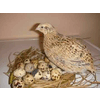 Product - QUAIL AND EGGS "ORTYGIA" - Greece