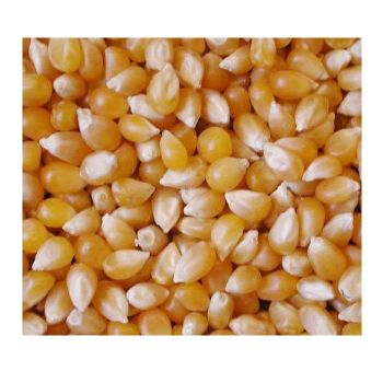 Yellow corn Maize - Wholesale French Sweet Yellow Corn For Animal Feed | Dried Wholesale Corn Grains from CALIPSO POLSKA SP Z OO Yellow corn Maize - Wholesale French Sweet Yellow Corn For Animal Feed | Dried Wholesale Corn Grains - CALIPSO POLSKA SP Z OO - Poland