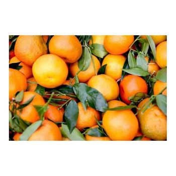 Fresh Navel Valencia orange and Mandarin oranges Citrus from Ready to export season - BMU TRADING GMBH - Germany