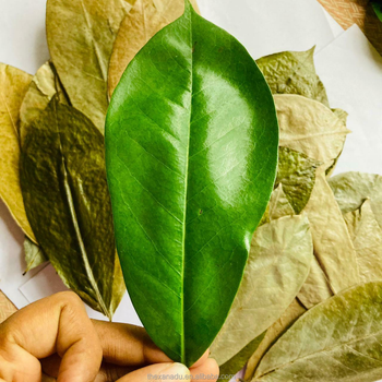 Tea & Tea Leaves - SOURCE GLOBAL TRADING GROUP - South Africa