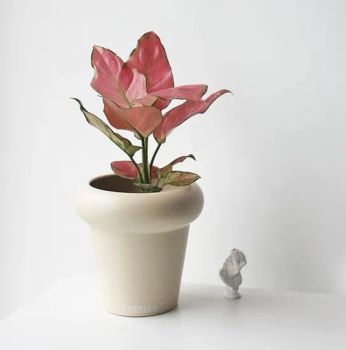 Aglaonema Pattya Beauty Indoor Plants Live Bonsai Model NO. A-02 Origin Guangdong Properties Nature Season All-Season Species Aglaonema - Kunming Gold Petal Co., Ltd. - China
