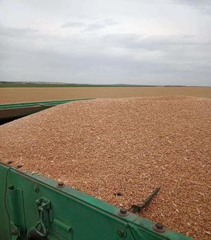 Wheat (11,5%, 12,5%, 13,0%) - Atlant LLC  - Russian Federation