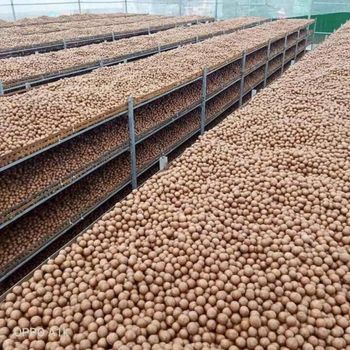 Raw Dried Macadamia Nuts Organic Macadamia Healthy Natural Snack Delicious Flavor Premium Bulk Packing - AGRO AFRIQUE COMPANY LIMITED - Tanzania