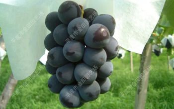 Black Emperor Grape Seedling Grape Vines - Pingdu Jintian Horticultural Farm - China
