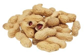 Peanuts in the shell, raw from SULTAN AGRO IMPEKS Peanuts in the shell, raw - SULTAN AGRO IMPEKS - Uzbekistan