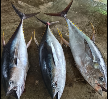 FROZEN YELLOWFIN TUNA - HIGH QUALITY Texture Firm Type FROZEN FISH Color Vibrant Red Flavor Rich Yet Clean Fishing Method Responsible Fishing Methods - PT Savya Coco Provita - Indonesia