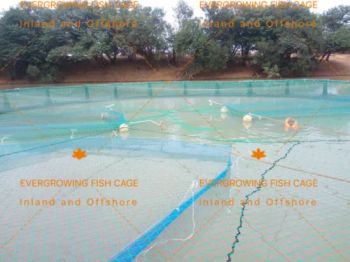 Lake Pond Aquaculture Knotless Fish Fingerling 20spi Hapa Farming Net - QINGDAO EVERGROWING IMPORT&EXPORT CO., LTD. - China