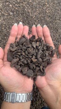 Palm kernel shell - Sumatra Lintas Asia - Indonesia