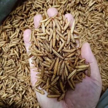 Microwave Dried Whole Black Soldier Fly Larvae (BSFL / Calciworms) - Youfu Technology Co., Ltd. - China