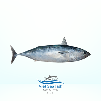Vietnam Frozen Tuna, Bonito, Bullet, Skipjack, Tuna By-Products - Viet Sea Fish Ltd., Co. - Vietnam