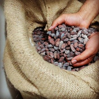 Premium bulk Cocoa bean available for buyers Cocoa bean processed and packaged under hygienic conditions - AGRO AFRIQUE COMPANY LIMITED - Tanzania