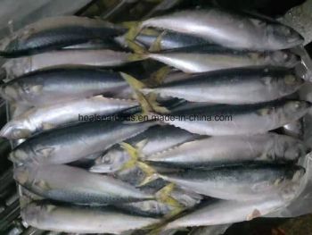 Chinese Factory Land Frozen Fresh Mackerel on Sale Style Whole Origin China Processing BQF Model NO. SF036 HS Code - HAIZHISHI FOOD TRADING CO., LTD. SHISHI CITY - China