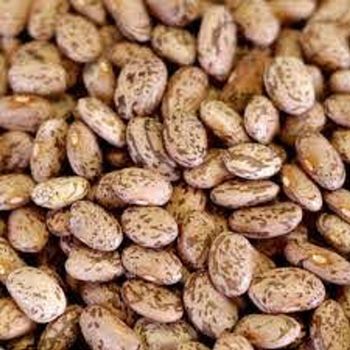 Export Focused Pinto Beans For Wholesale Buyers Pinto Beans Selected To Match Global Market Expectations - AGRO AFRIQUE COMPANY LIMITED - Tanzania