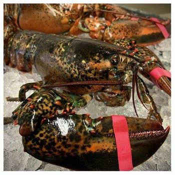 Live Lobsters Frozen Box Style Packaging Weight Shelf Origin Type Life Size Place Model Alive. - TREVEX INTER CO.,LTD - Thailand