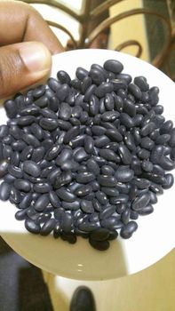 Black Kidney Bean Purity 98% Min. Moisture 14% Max. Bean Count 550-600 Beans/100gm Admix 2% Max., Including Broken, Split, Damaged And Broken: 1% Max., Foreign Matter: 0.5% - success export - Ethiopia