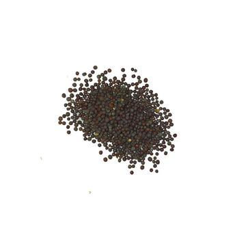 Mustard Seeds offered at discount price for food processing and oil extraction - MASI TRADING GMBH - Germany