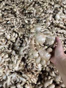 Premium Quality Fresh Ginger Root Wholesale Fresh Vegetables Ginger Bulk Stock At Wholesale Cheap Price - EAST LAND PROPERTIES - Tanzania