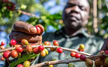 Coffee & Coffee Bean - Grade AA – product photo, Grade 4 Coffee products found from trusted suppliers, wholesalers, manufacturers & exporters Listing
