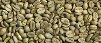 Green Coffee from Root and Route FZC Green Coffee - Root and Route FZC - United Arab Emirates