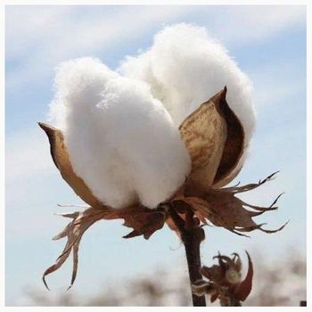 Wholesales Cotton Exporter 100% Pure Organic Raw Cotton - MFD AGRICULTURE LTD - United Kingdom