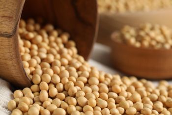 Natural Whole Soybeans For Sale With Good Grain Condition And Nutritional Value Suitable For Commercial Feed Food - EAST LAND PROPERTIES - Tanzania