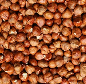 Top Grade Raw Dried Hazelnuts From Austria Wholesale in Bulk Packaging Cheap Price for Food Use - VERTEX TRADING LIMITED - United Kingdom