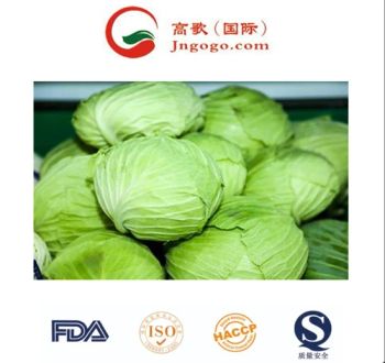 Handpicked Premium Quality Chinese Cabbage Kind Fresh Size 1.5kg Color Green Origin China Trademark GOGO HS Code - Jinan Gogo International Trade Co., Ltd. - China