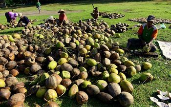 Coconut Texture Rich Flavor Refreshing Purity 100% Natural And Fresh Application Ideal For Beverages, Cooking, And - PT. Terang Semesta Raya - Indonesia