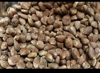 Palm kernel oil Form Peeled Degree of Processing Natural - yetabid limited - Nigeria