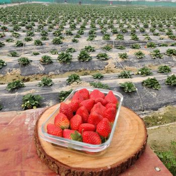 Da Lat Vietnamese Strawberries - fresh, delicious, high quality from MT-PO Da Lat Vietnamese Strawberries - fresh, delicious, high quality - MT-PO - Vietnam