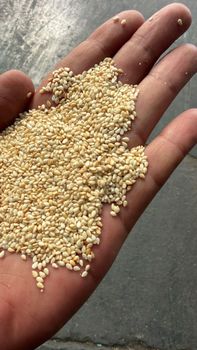 sesame seed premium quality – product photo, Raw Sesame Seeds products found from trusted suppliers, wholesalers, manufacturers & exporters Listing