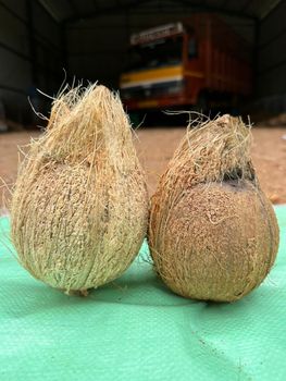 Semi-husked Coconut – product photo, Fresh Semi-Husked Coconut products found from trusted suppliers, wholesalers, manufacturers & exporters Listing
