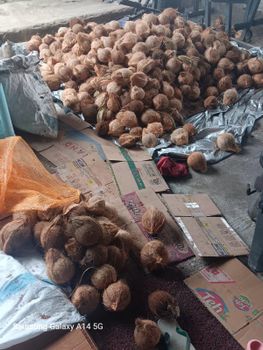 Coconut semi husked – product photo, Fresh Semi-Husked Coconut products found from trusted suppliers, wholesalers, manufacturers & exporters Listing